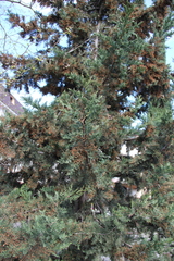Cupressus arizonica