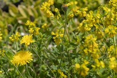 Hypochaeris achyrophorus