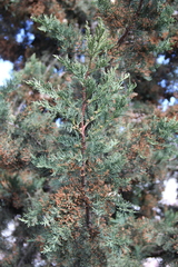 Cupressus arizonica