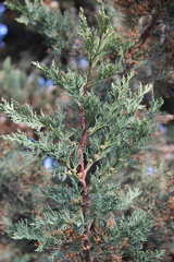 Cupressus arizonica