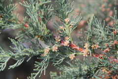 Cupressus arizonica
