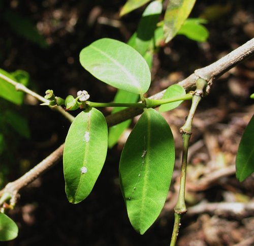Euphorbia multiformis