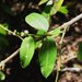 Euphorbia multiformis - Photo (c) David  Eickhoff, algunos derechos reservados (CC BY)