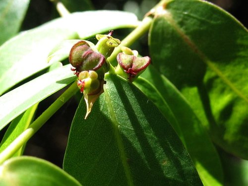 Euphorbia multiformis