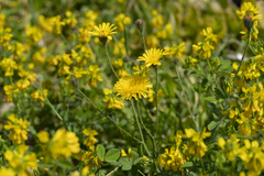 Hypochaeris achyrophorus