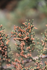 Cupressus arizonica