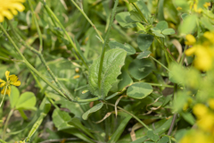 Hypochaeris achyrophorus