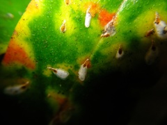 Anoplaspis metrosideri