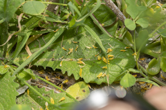 Hypochaeris achyrophorus