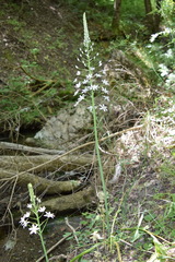 Ornithogalum arcuatum