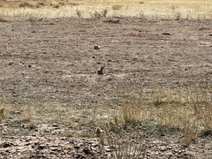 Cynomys parvidens