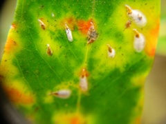 Anoplaspis metrosideri