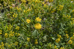 Hypochaeris achyrophorus