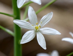 Ornithogalum arcuatum