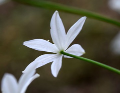 Ornithogalum arcuatum