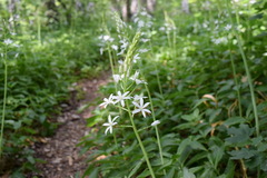 Ornithogalum arcuatum