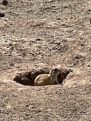 Cynomys parvidens