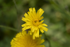 Hypochaeris achyrophorus