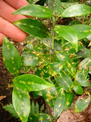 Anoplaspis metrosideri