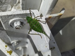 Lluciapomaresius anapaulae