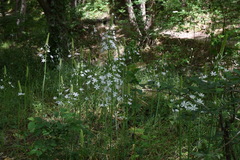 Ornithogalum arcuatum