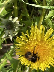 Bombus