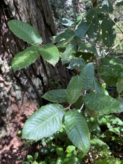 Notholithocarpus