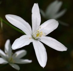 Ornithogalum arcuatum