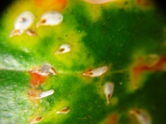 Anoplaspis metrosideri