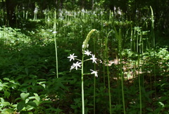 Ornithogalum arcuatum