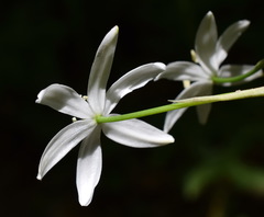 Ornithogalum arcuatum