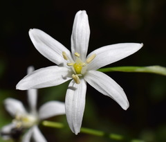 Ornithogalum arcuatum