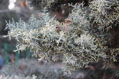 Cupressus arizonica