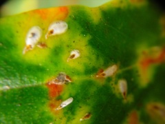 Anoplaspis metrosideri