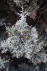 Cupressus arizonica