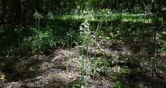 Ornithogalum arcuatum