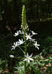 Ornithogalum arcuatum