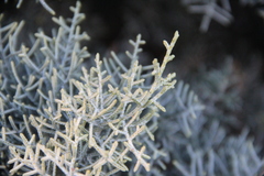 Cupressus arizonica
