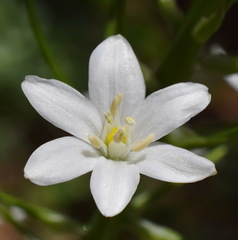 Ornithogalum arcuatum