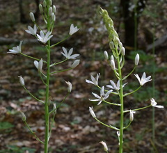 Ornithogalum arcuatum
