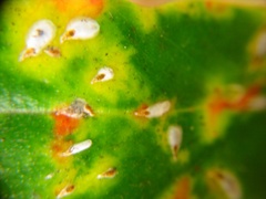 Anoplaspis metrosideri