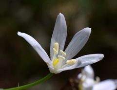 Ornithogalum arcuatum