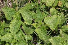 Lamium album