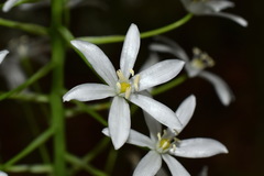 Ornithogalum arcuatum
