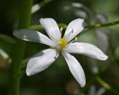 Ornithogalum arcuatum