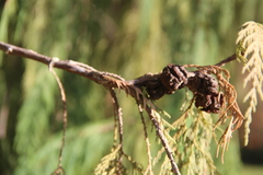 Cupressus cashmeriana
