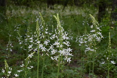 Ornithogalum arcuatum