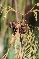 Cupressus cashmeriana