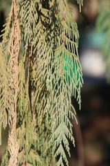 Cupressus cashmeriana