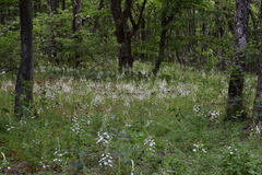 Ornithogalum arcuatum